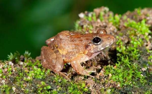 Du Researchers Discover New Frog Species In Western