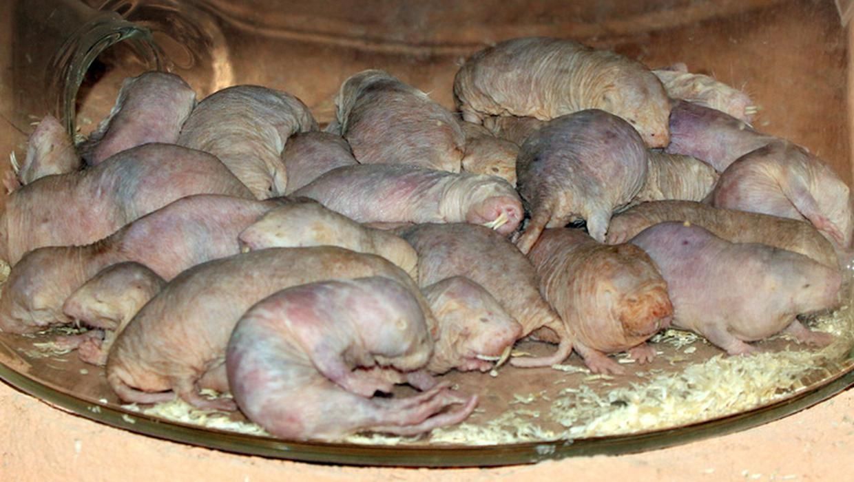 How Naked Mole Rats Could Hold Key To Reversing The