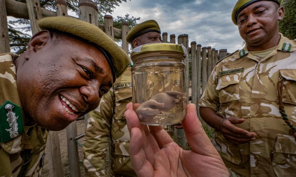 Just Two Northern White Rhinos Remain The Species