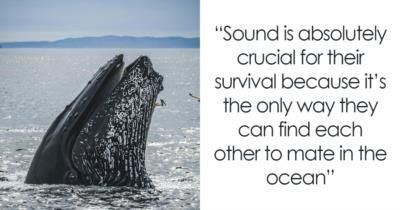 Scientists Solve Mystery Of Baleen Whales Unique