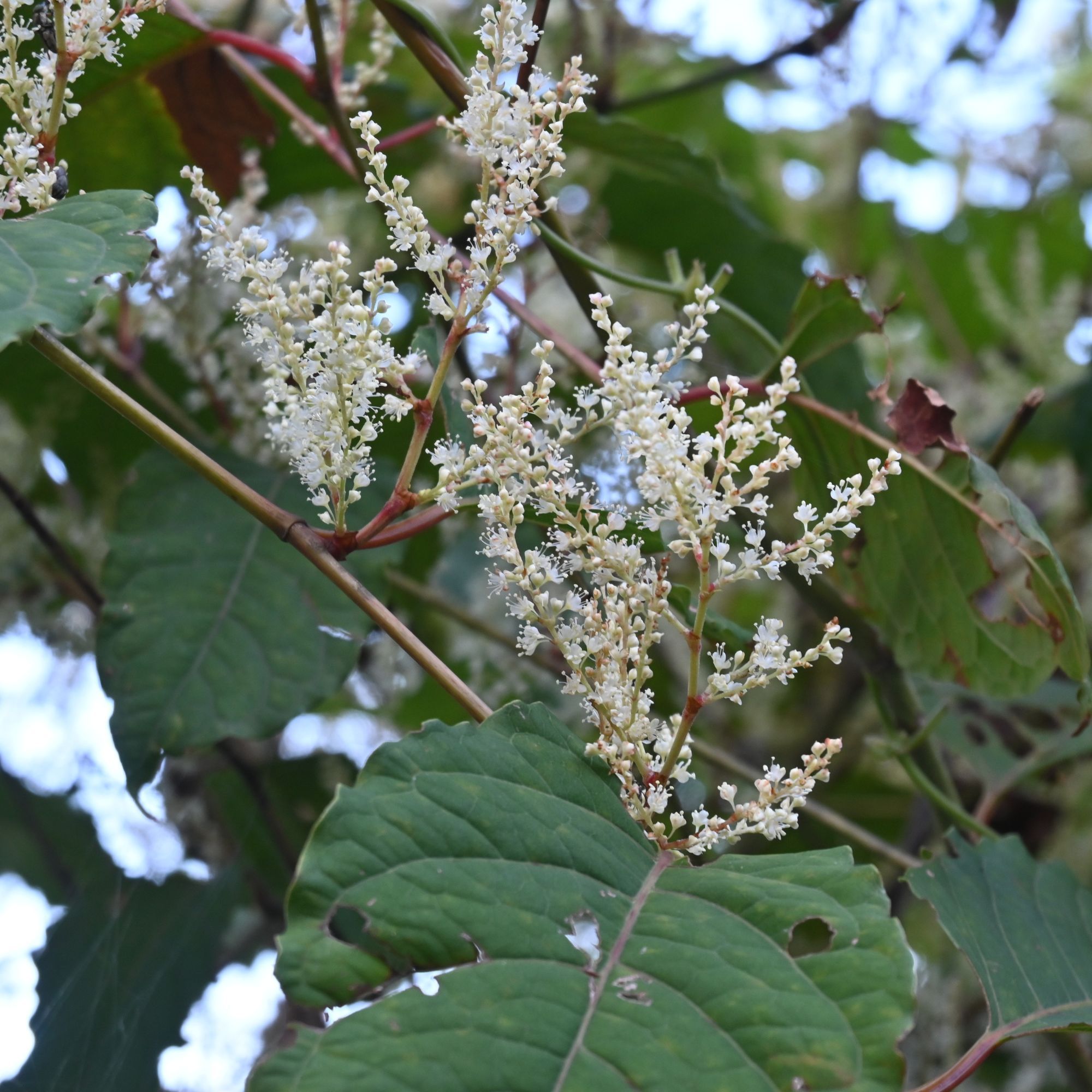 How To Get Rid Of Japanese Knotweed Without Risking