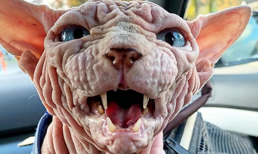 Meet Xherdan The Worlds Scariest Looking Cat