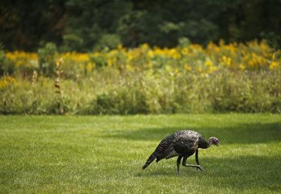 Missouri researchers hope putting 'backpacks' on wild turkeys can help explain population declines