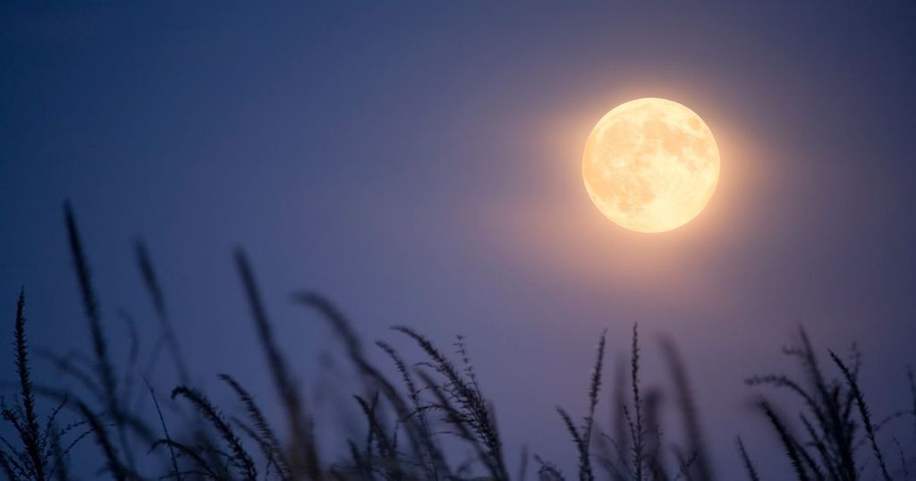 Full Harvest Moon will appear tonight best time to…