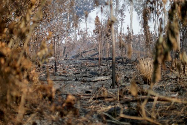 Deforestation in Brazil's Amazon falls for third month, still high
