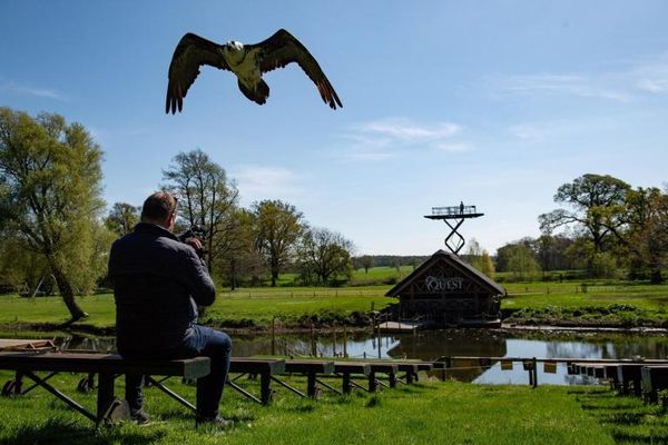 Bearded vulture touring Peak District is from French Alps, experts say
