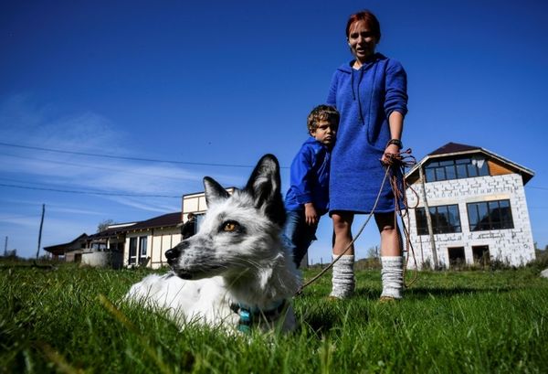 Siberian scientists breeding foxes for pets eye human link