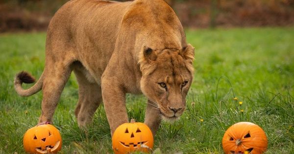 Things to do with the kids for Halloween and October half term in Liverpool