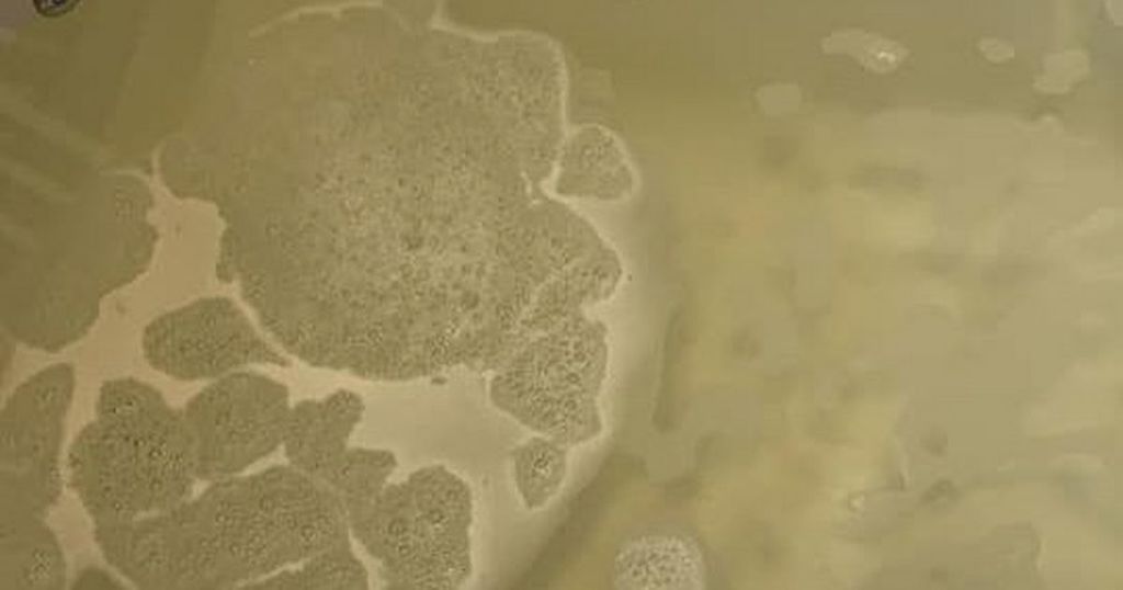 If your water is turning brown in these areas of…