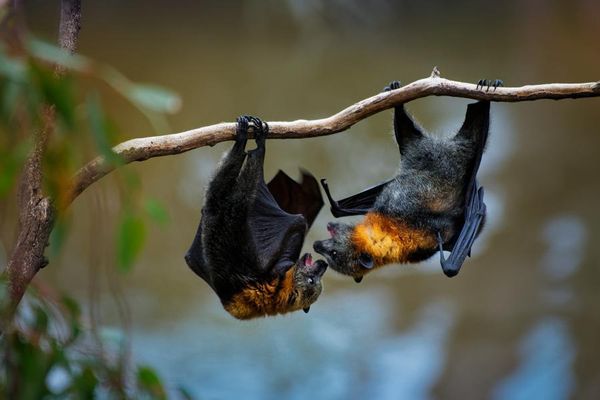 To Stop The Next Pandemic, Scientists Want To Vaccinate Animals With Viruses
