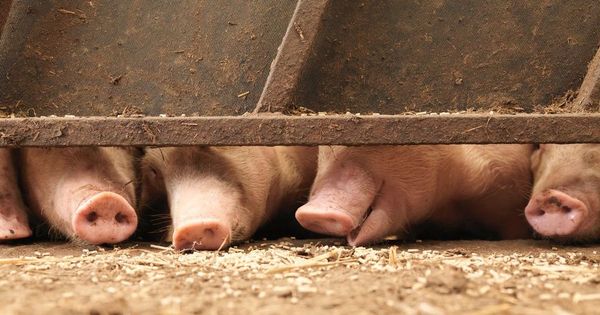Animal charity calls for rethink on farming practices after thousands of chickens and pigs killed in fires