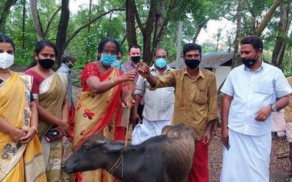 Buffalo calves to be distributed to famers