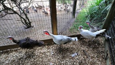 Big turkeys could be rare birds at Thanksgiving dinner this year