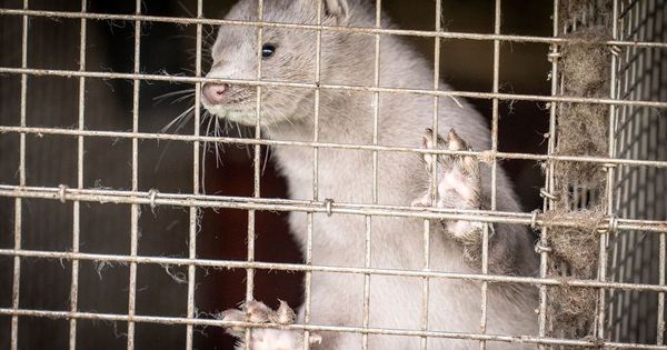 Millions of mink killed in fur farm massacre to slow spread of mutant coronavirus
