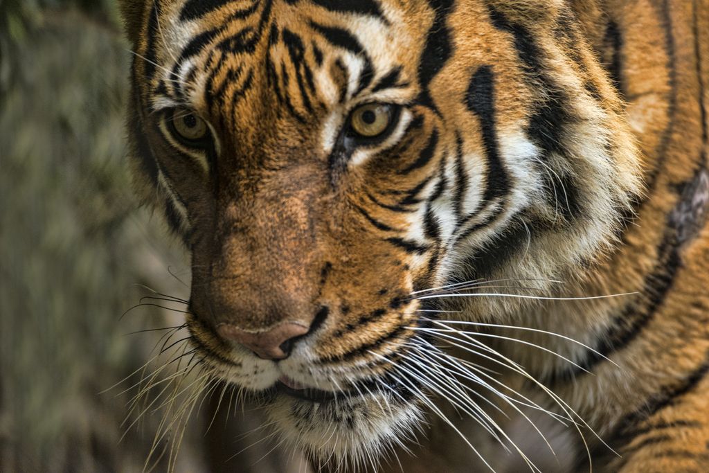 Why is the Malayan tiger endangered? Two reasons the…