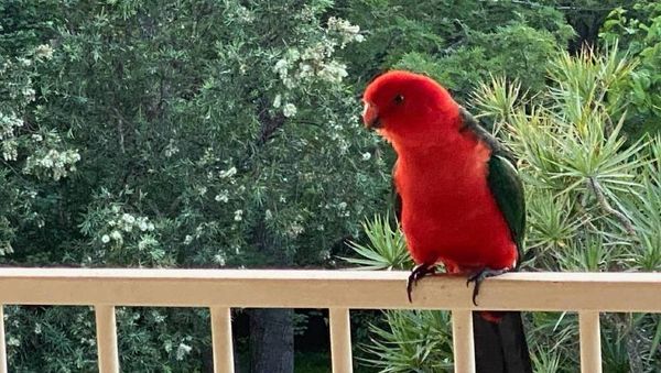 Whatever you do, don't feed the birds