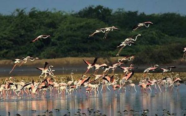 Birds throng Vaduvur, Udhayamarthandam and Point Calimere