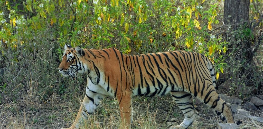 Why do tigers have stripes?