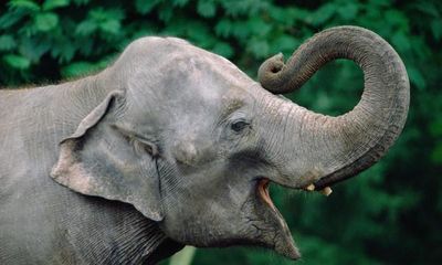 Zoology Notes 009: Elephants use trunks like leaf blowers