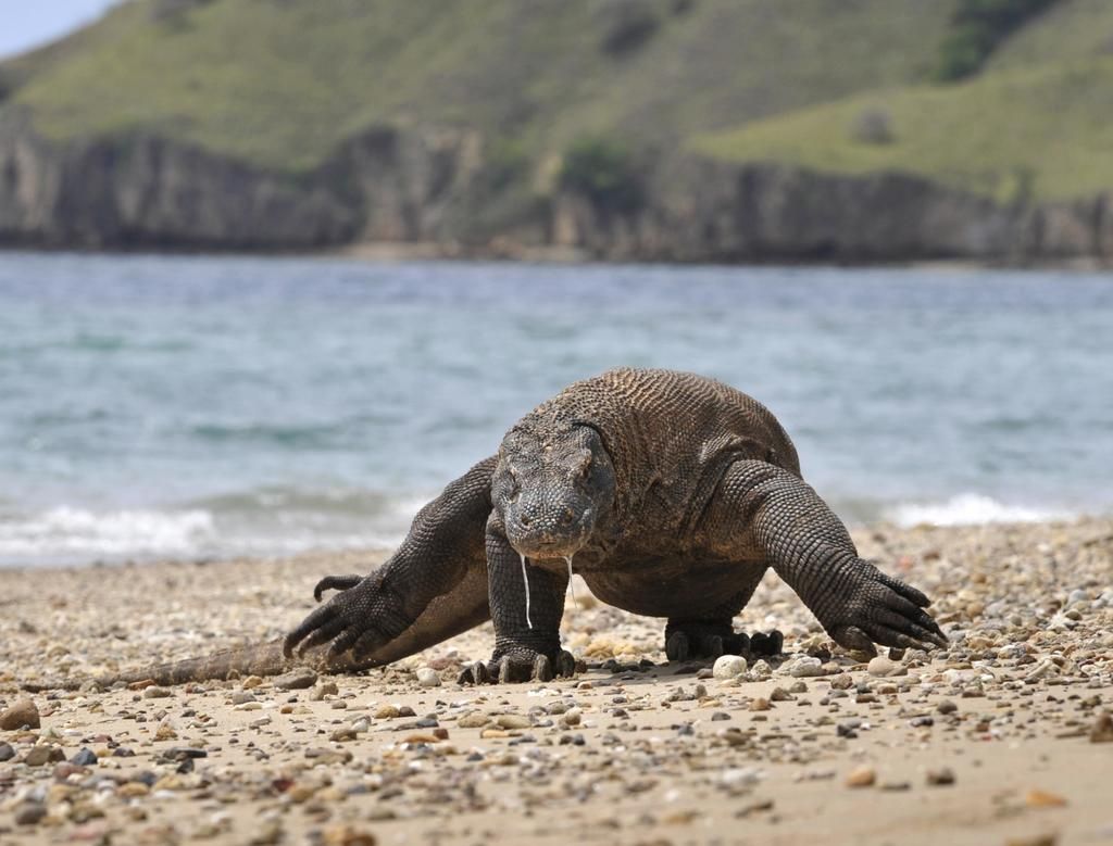 Komodo dragon seriously wounds worker building…