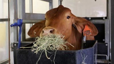 Global warming breakthrough: Methane-slashing 'super seaweed' cattle feed supplement wins $1m prize