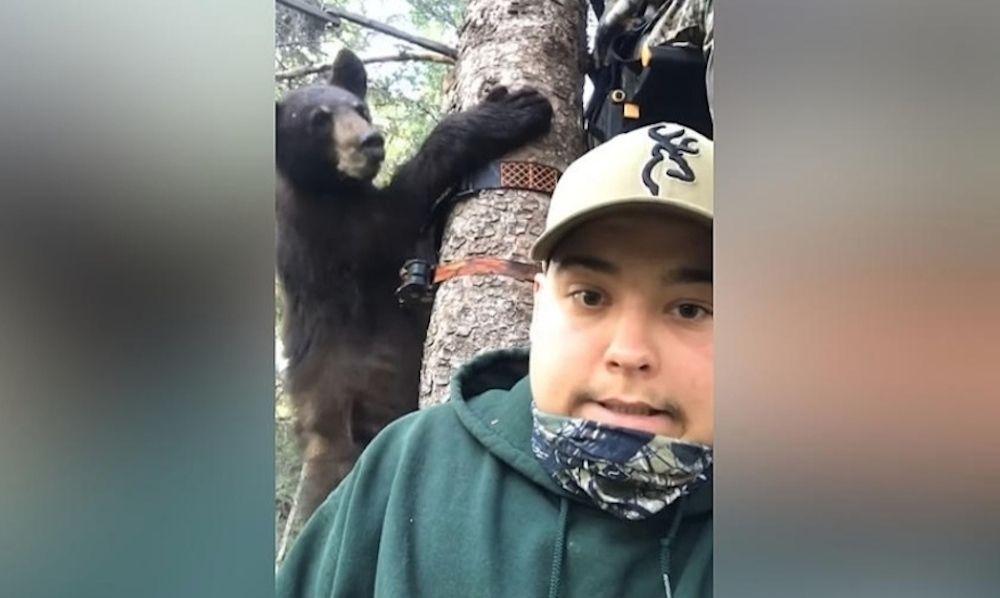 Watch Bear joins startled hunters in tree stand