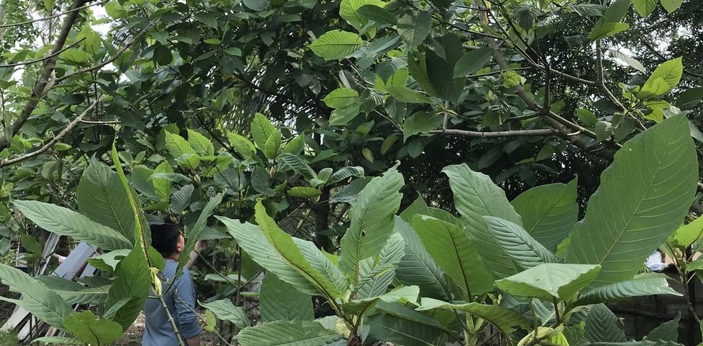 Kratom What science is discovering about the risks…