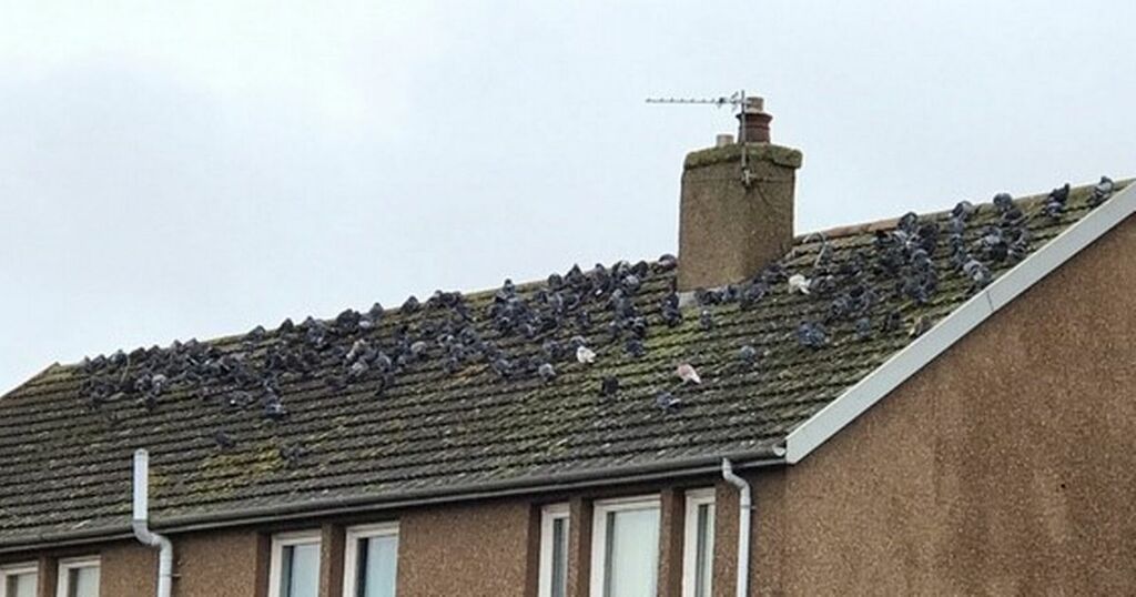 400 East Lothian pigeons given death row pardon after…