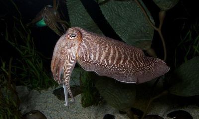 Zoology Notes 10: Cuttlefish can hide their electrical signals