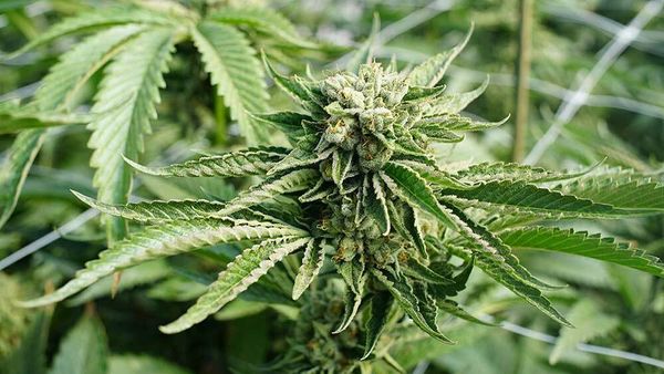 Tilray Beats Some Earnings Views, Achieves This Rare Feat Among Marijuana Stocks