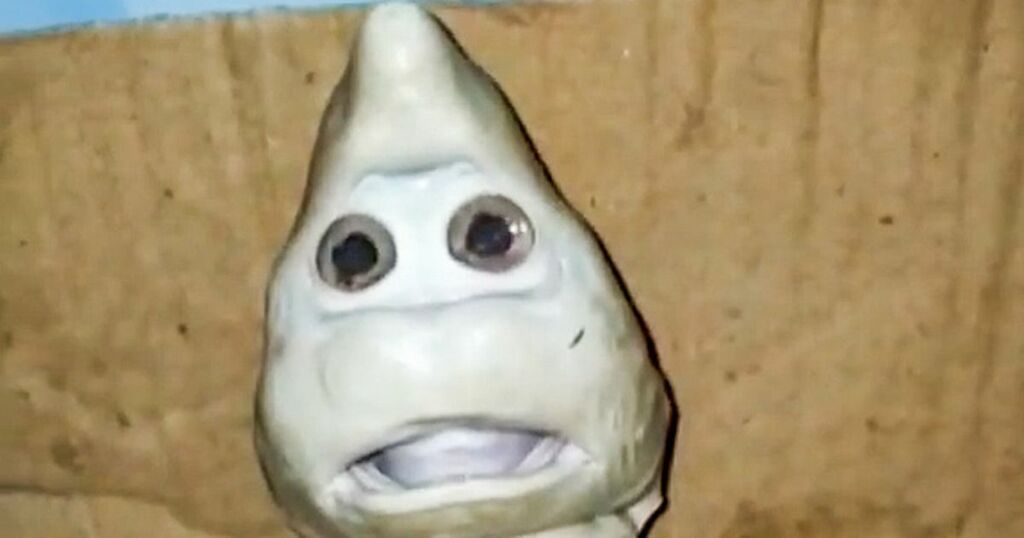 Mutant baby shark discovered by fisherman with 'human…