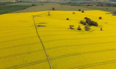NSW organic farmers call for more protection as state lifts ban on GM crops