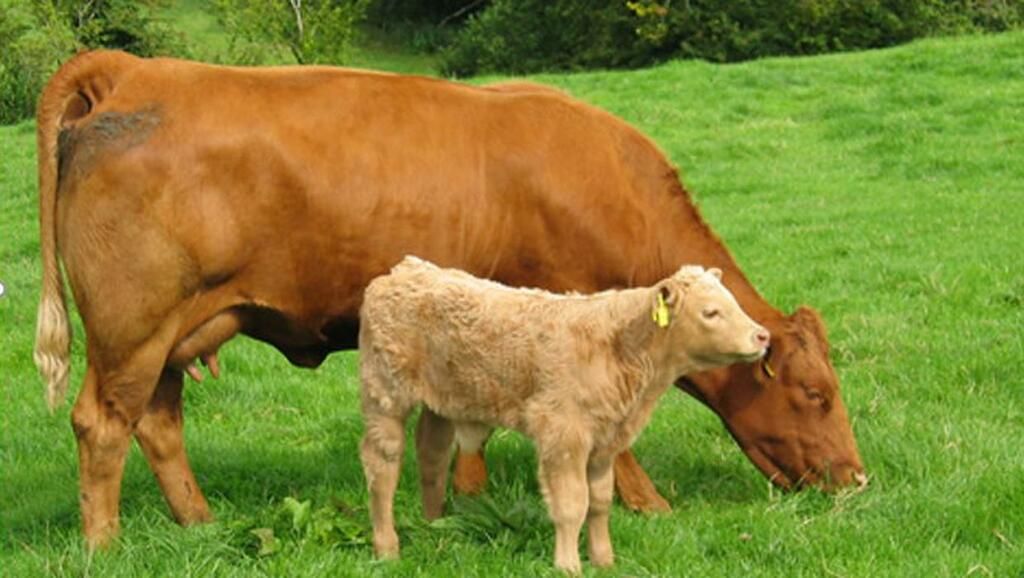 How Calving Heifers Down At Two Years Can Boost…