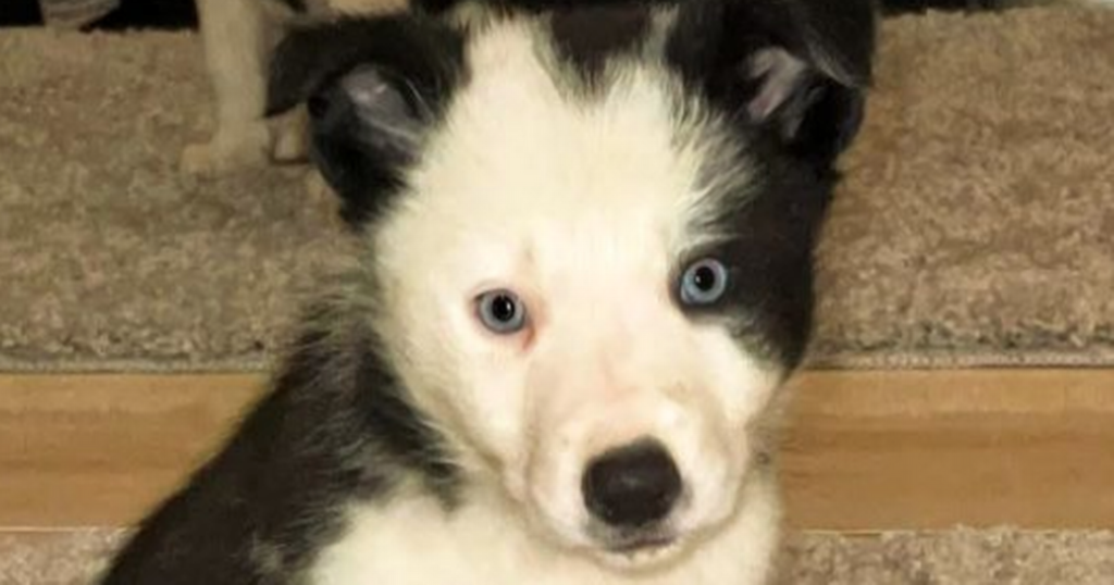 Third Border Collie Pup Dies After Pooping 'blood And…