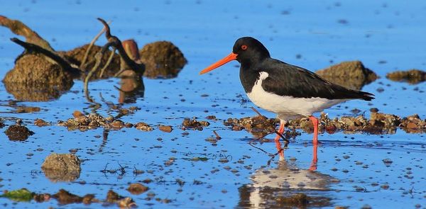 Scientists used 'fake news' to stop predators killing endangered birds — and the result was remarkable