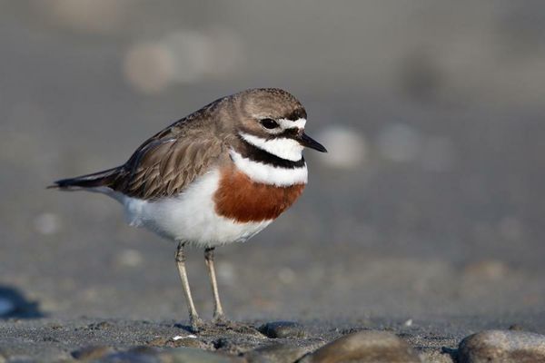 Using ‘Fake News’ To Protect Vulnerable Breeding Shorebirds