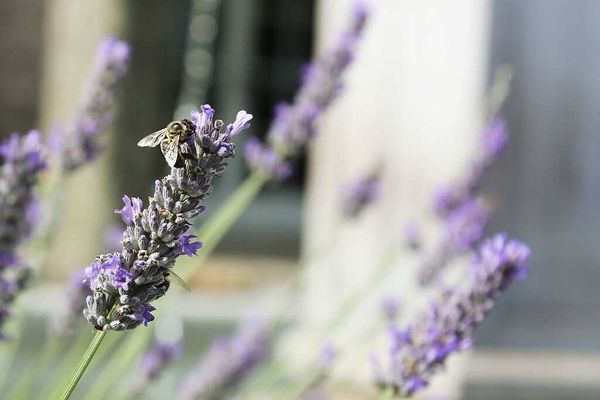 Birds and the bees: A slow-moving tragedy