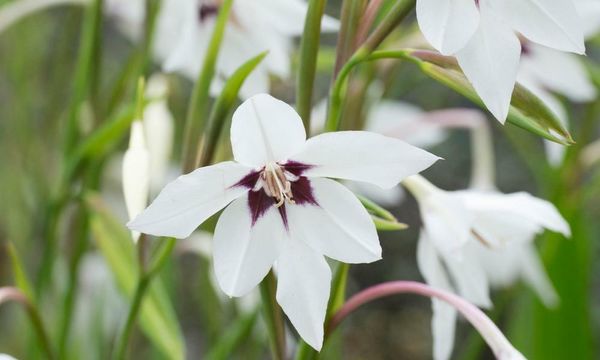 Sow seeds now for a riotous summer bouquet