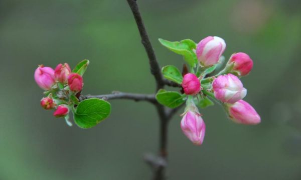 Pruning isn’t so scary, in fact it’s a snip