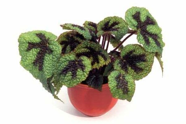 How to care for painted leaf begonias: watering, repotting and where to position them