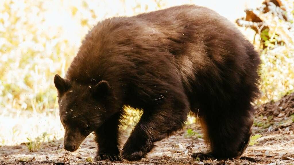 Brain Disease Makes California's Black Bears More…