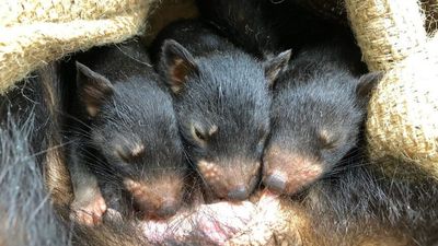 Researchers find statin drugs could help Tasmanian devils against facial tumours