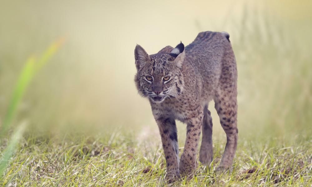 North Carolina man saves wife’s life in bobcat attack