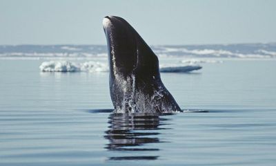 Melting ice in Arctic linked to bowhead whales holding off annual migration