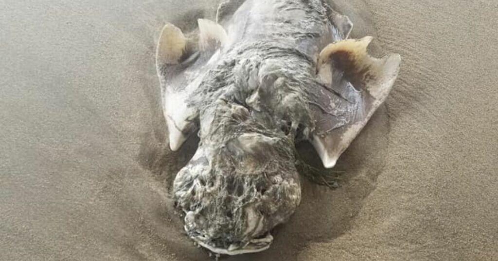 Mystery sea beast with 'angel wings' baffles locals as…