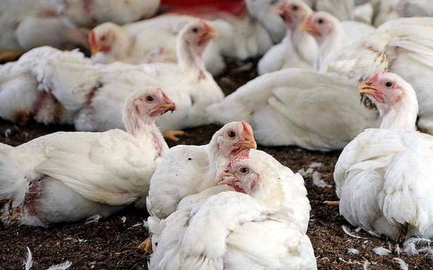 Pullets Piling Broiler chickens piling up in Karnataka poultry farms