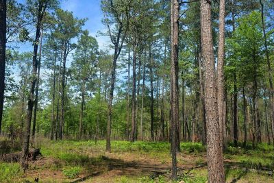 How the Alabama-Coushatta Use Fire to Save the Longleaf Pine