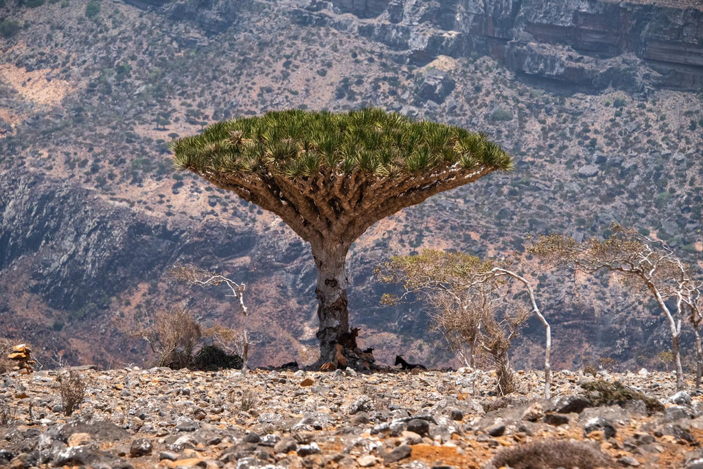 ‘This is a island’ The remote Yemeni…