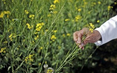 The science behind GM crops