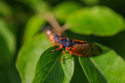 The Brood X cicadas are showing up on weather reports now